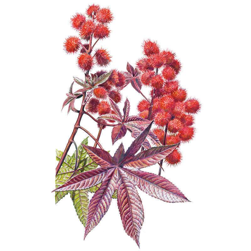 Perennials For New Jersey Gardens